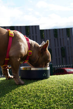 Cargar imagen en el visor de la galería, Pet Bowl Azul