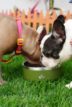 Cargar imagen en el visor de la galería, Pet Bowl Verde Musgo