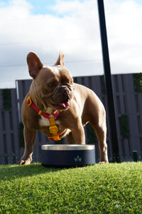 Pet Bowl Azul (Nuevo)