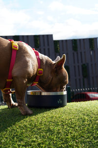 Pet Bowl Azul (Nuevo)