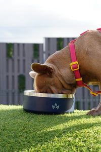 Pet Bowl Azul (Nuevo)