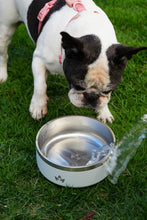 Cargar imagen en el visor de la galería, Pet Bowl Blanco (Nuevo)
