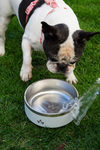 Pet Bowl Blanco (Nuevo)