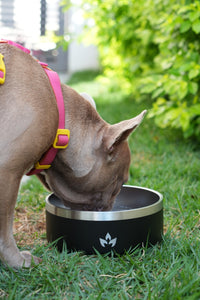 Pet Bowl Negro (Nuevo)