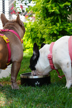 Cargar imagen en el visor de la galería, Pet Bowl Negro (Nuevo)
