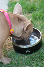 Cargar imagen en el visor de la galería, Pet Bowl Negro (Nuevo)
