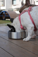 Cargar imagen en el visor de la galería, Pet Bowl Plateado (Nuevo)
