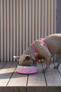 Pet Bowl Rosado (Nuevo)