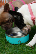 Cargar imagen en el visor de la galería, Pet Bowl Turquesa (Nuevo)
