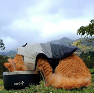 Pet Bowl Negro